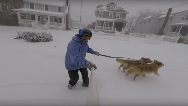 DogSledding - Sputnik International