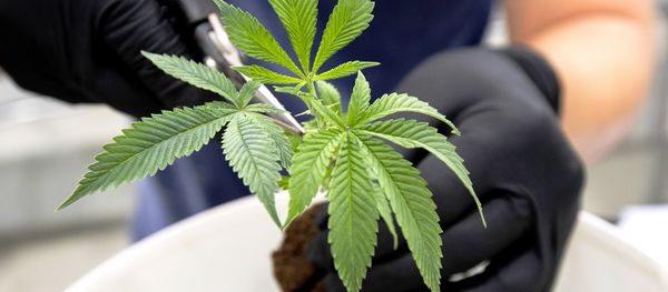 Ian Johnston trims medicinal marijuana plants at Tweed INC. in Smith Falls, Ontario on December 5, 2016. Ian Johnston trims medicinal marijuana plants at Tweed INC. in Smith Falls, Ontario on December 5, 2016. - Sputnik International