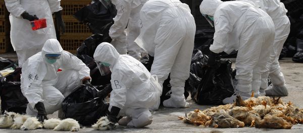 Health workers in full protective gear pick up killed chickens in plastic bags after suffocated them by using carbon dioxide at a wholesale poultry market in Hong Kong (File) Health workers in full protective gear pick up killed chickens in plastic bags after suffocated them by using carbon dioxide at a wholesale poultry market in Hong Kong (File) - Sputnik International