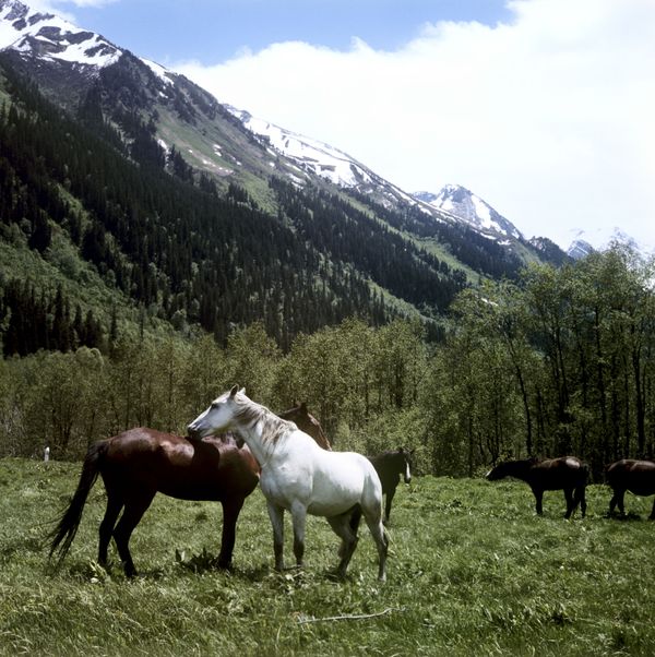 Sublime Beauty of Russian Nature Reserves Sublime Beauty of Russian Nature Reserves - Sputnik International