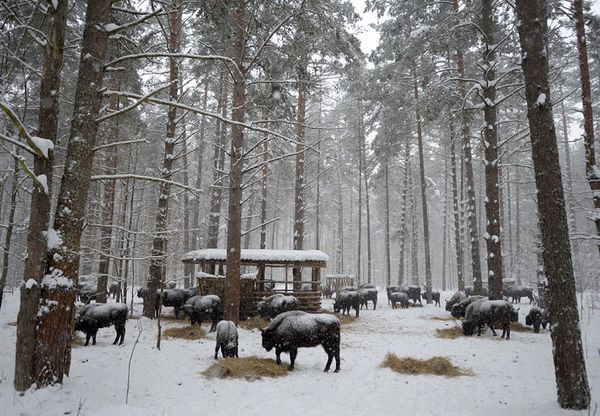 Sublime Beauty of Russian Nature Reserves Sublime Beauty of Russian Nature Reserves - Sputnik International