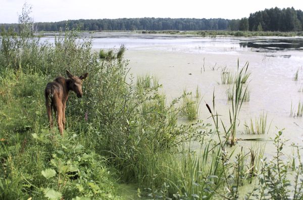Sublime Beauty of Russian Nature Reserves Sublime Beauty of Russian Nature Reserves - Sputnik International