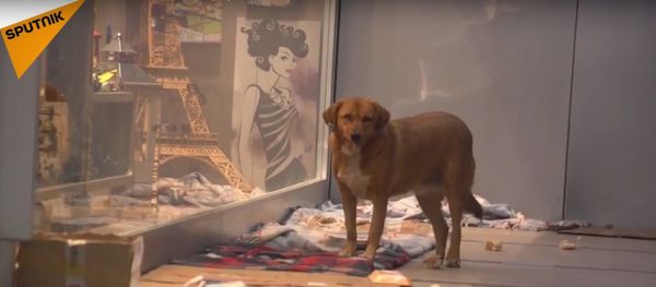 Dogs Sheltered From The Cold In Turkey - Sputnik International