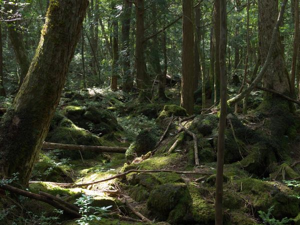 Top 5 Scariest & Creepiest Natural Places in the World - Sputnik International