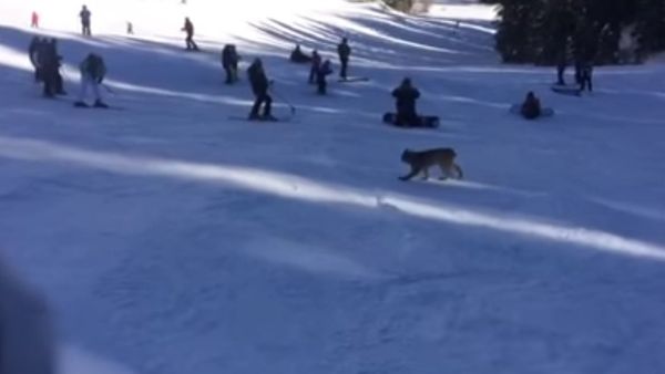 Lynx spotted at Purgatory Resort - Sputnik International