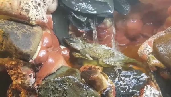 Lizard Having a Bath - Sputnik International