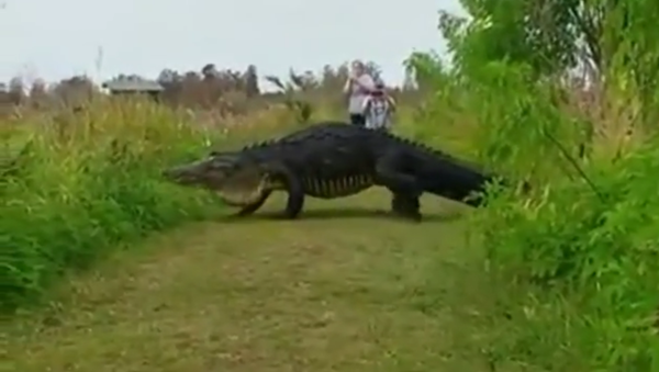 Godzilla Like Alligator Caught On Video Godzilla Like Alligator Caught On Video - Sputnik International