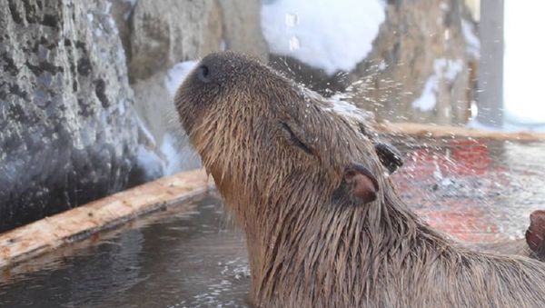 Capybara - Sputnik International