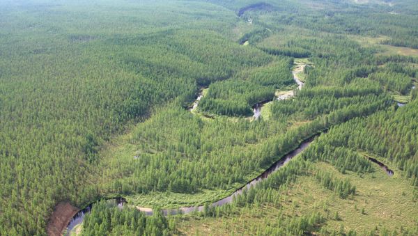 The taiga near the site of the Tungus meteorite fall. (File) - Sputnik International