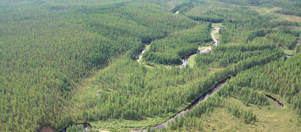 The taiga near the site of the Tungus meteorite fall. (File) - Sputnik International