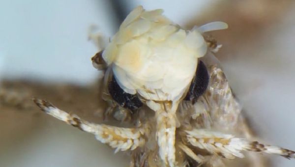 Neopalpa donaldtrumpi - Sputnik International