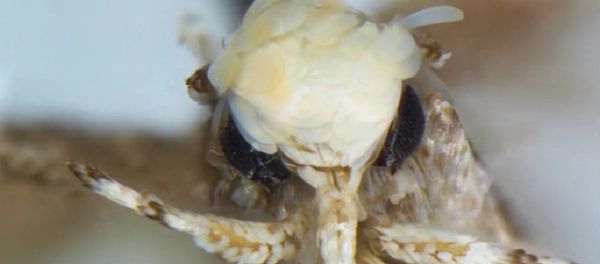 Neopalpa donaldtrumpi Neopalpa donaldtrumpi - Sputnik International