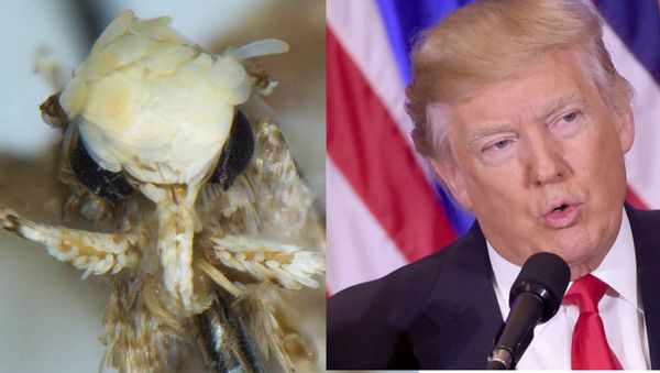 Combination image of Neopalpa donaldtrumpi and Donald Trump - Sputnik International