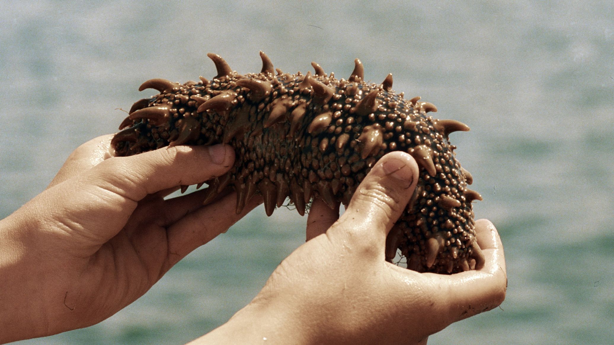 Arctic Sea Cucumber Delivers One-Two Punch to Triple-Negative Breast Cancer