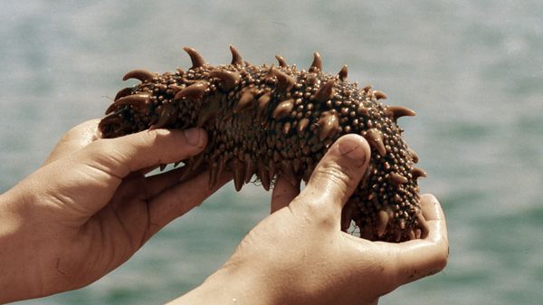 Arctic Sea Cucumber Delivers One-Two Punch to Triple-Negative Breast Cancer