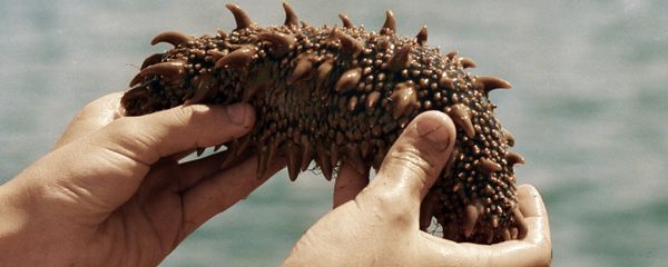 Sea cucumber - Sputnik International