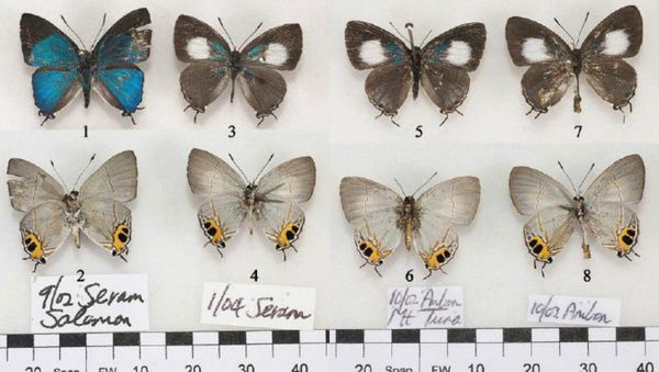 Hypolycaena asahi - Sputnik International