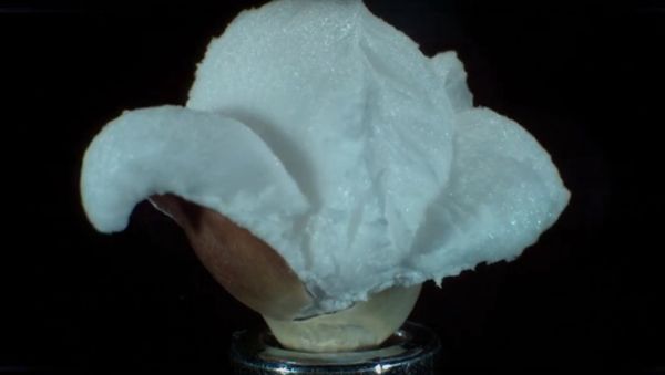 Popping Popcorn at 30,000 FPS in Ultra Slow Motion - Sputnik International