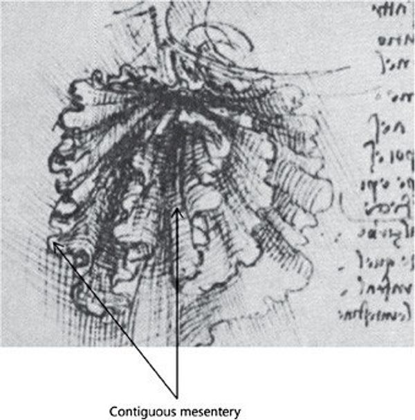 Drawing of mesenteric organ by Leonardo Da Vinci Drawing of mesenteric organ by Leonardo Da Vinci - Sputnik International