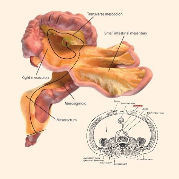 Mesentery Mesentery - Sputnik International