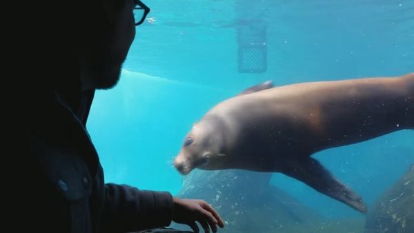 Sea Lion at St. Louis Zoo - Sputnik International