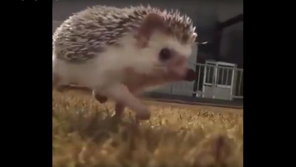 This hedgehog running in slow motion is too much - Sputnik International