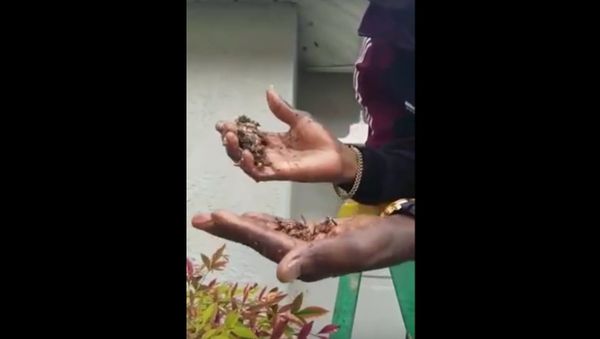 Killing Wasps the Old Fashioned Way - Sputnik International