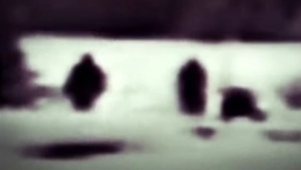 Bigfoot family' caught on camera in Yellowstone National Park - Sputnik International