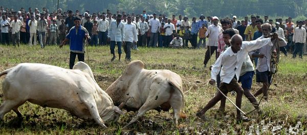 Spectators watching as two bulls lock horns during a bull fight in Benolim, south Goa. (File) Spectators watching as two bulls lock horns during a bull fight in Benolim, south Goa. (File) - Sputnik International