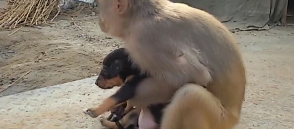 Monkey Adopts Stray Puppy In India Monkey Adopts Stray Puppy In India - Sputnik International