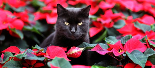 Cat Elmo sits amid red winter roses (poinsettia) in a greenhouse in Barth, northern Germany, Tuesday, Oct. 29, 2013 - Sputnik International
