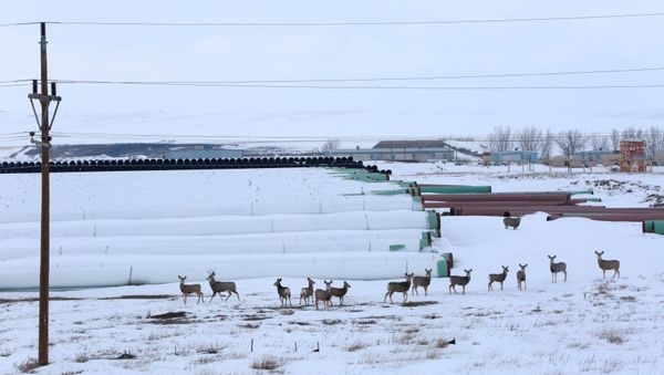 A depot used to store pipes for Transcanada Corp's planned Keystone XL oil pipeline is seen in Gascoyne, North Dakota, January 25, 2017 - Sputnik International