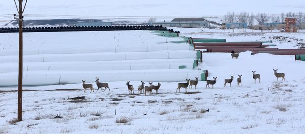 A depot used to store pipes for Transcanada Corp's planned Keystone XL oil pipeline is seen in Gascoyne, North Dakota, January 25, 2017 - Sputnik International