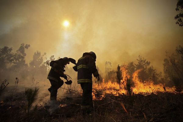 Firefighters dig trenches in a effort to stop the advancement of a forest fire in Hualañe, a community in Concepcion, Chile. Firefighters dig trenches in a effort to stop the advancement of a forest fire in Hualañe, a community in Concepcion, Chile. - Sputnik International