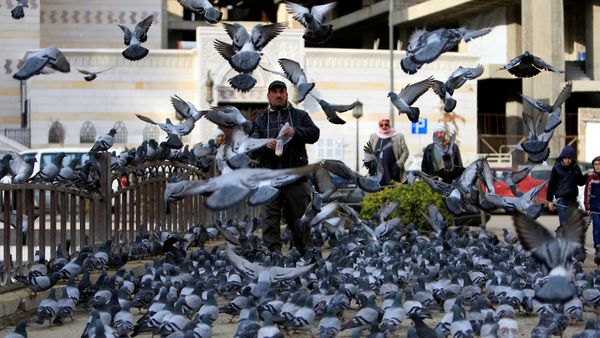 A man feed pigeons in Damascus, Syria January 28, 2017 A man feed pigeons in Damascus, Syria January 28, 2017 - Sputnik International
