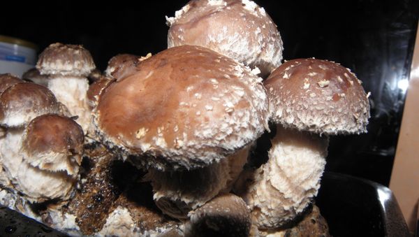 Shiitake - Sputnik International