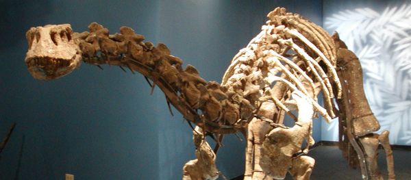 Lufengosaurus magnus from the Beijing Museum of Natural History - Sputnik International