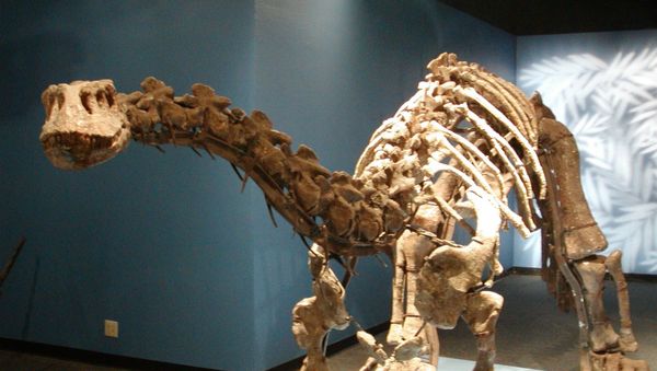 Lufengosaurus magnus from the Beijing Museum of Natural History Lufengosaurus magnus from the Beijing Museum of Natural History - Sputnik International