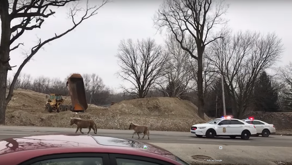On the Hunt: Police Track Down Fugitive Mini Horses - Sputnik International