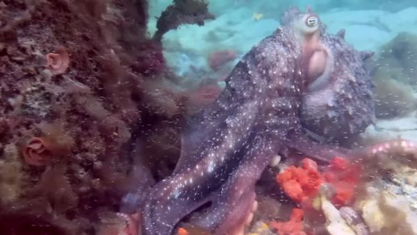 ANGRY HUNGRY AMAZING OCTOPUS - Sputnik International