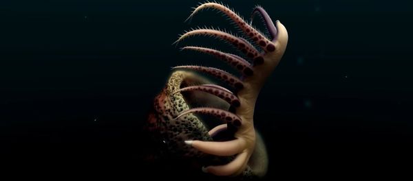 500 million year old lobopodian 500 million year old lobopodian - Sputnik International
