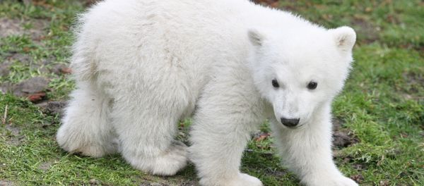 Baby Polar Bear - Sputnik International