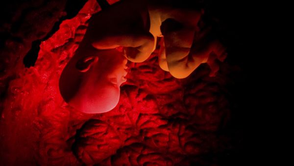 Human embryo - Sputnik International