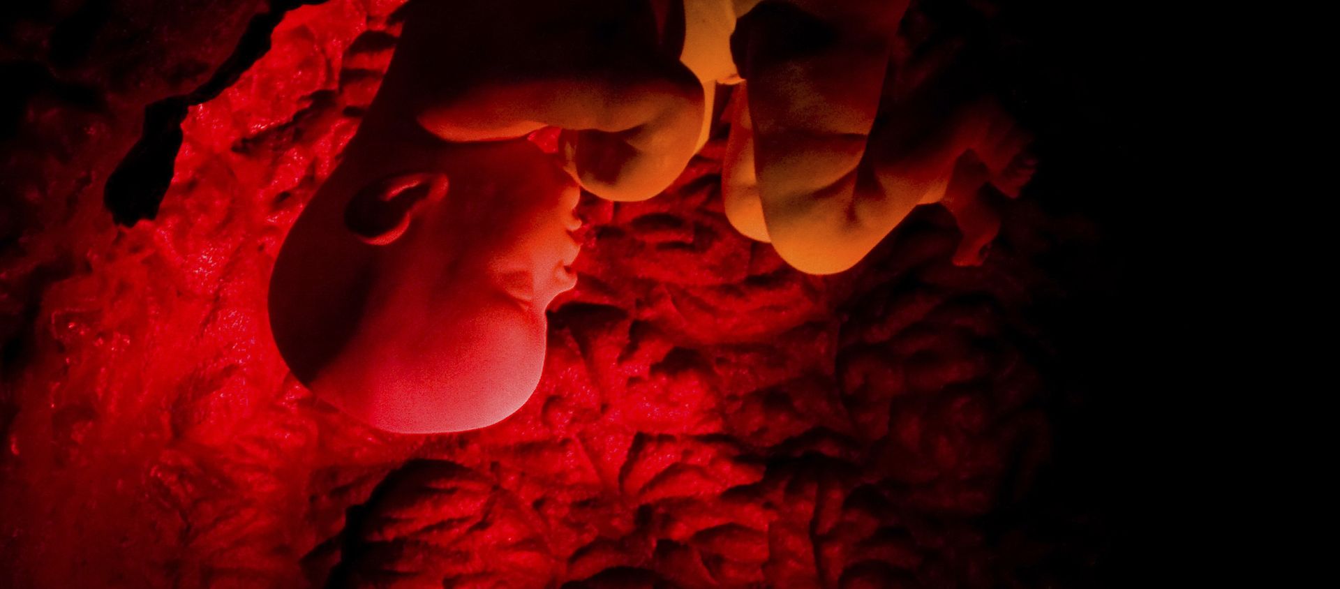 Human embryo  - Sputnik International, 1920, 29.12.2020