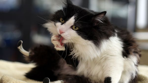 A picture shows Pooh the cat using his two bionic legs in Sofia's Central Vet Clinic, Bulgaria, January 31, 2017 - Sputnik International
