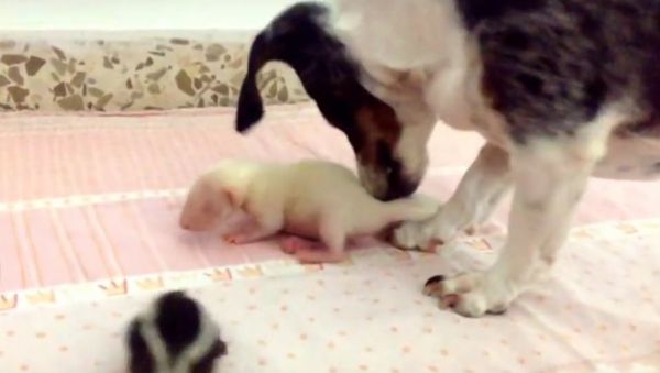 Our Freddie is amazing !! Little Skunkies r very happy babies - Sputnik International