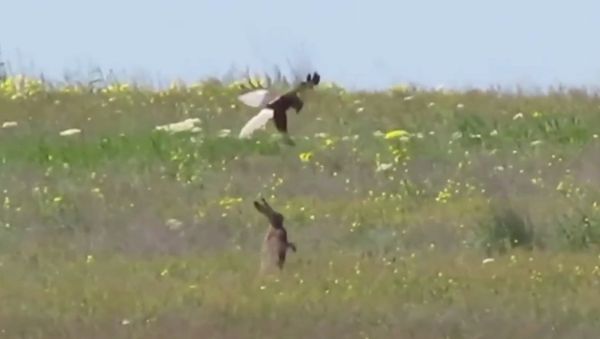 Rabbit vs Falcon! Dramatic fight for life! - Sputnik International
