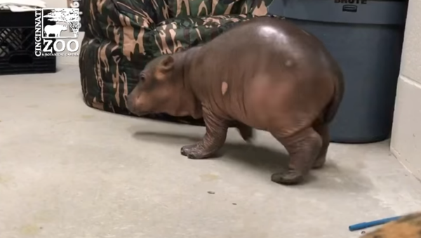 Baby Hippo Takes First Steps - Sputnik International