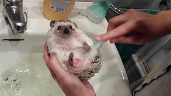 Perfect Bath for Adorable Hedgehog - Sputnik International