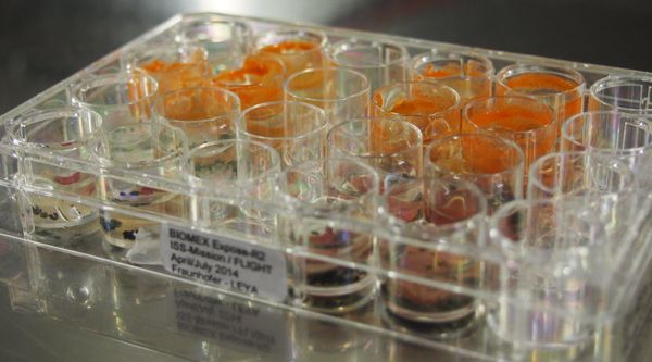 After their return from the ISS almost all samples developed into new populations. The green alga (top 2 rows) also developed orange-coloured resting stages, whilst typically blue-green pigmented colonies were developed by the cyanobacterium (bottom 2 rows). After their return from the ISS almost all samples developed into new populations. The green alga (top 2 rows) also developed orange-coloured resting stages, whilst typically blue-green pigmented colonies were developed by the cyanobacterium (bottom 2 rows). - Sputnik International